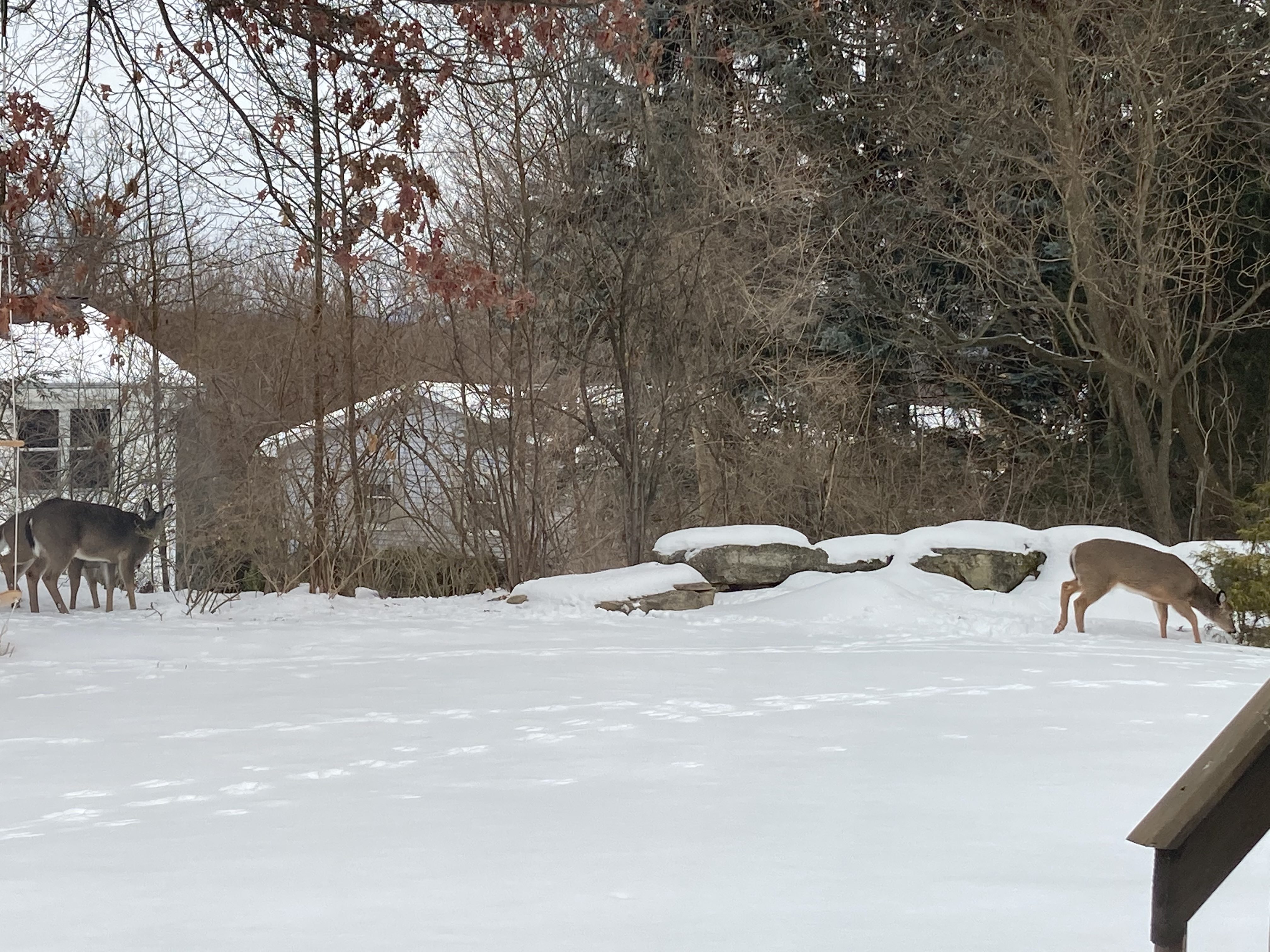 Photo of winter in our backyard including rocks and trees.  There are footprints in the snow, and three deer stand near the back (one is immediately behind another, so it may appear at first to only look like two deer).