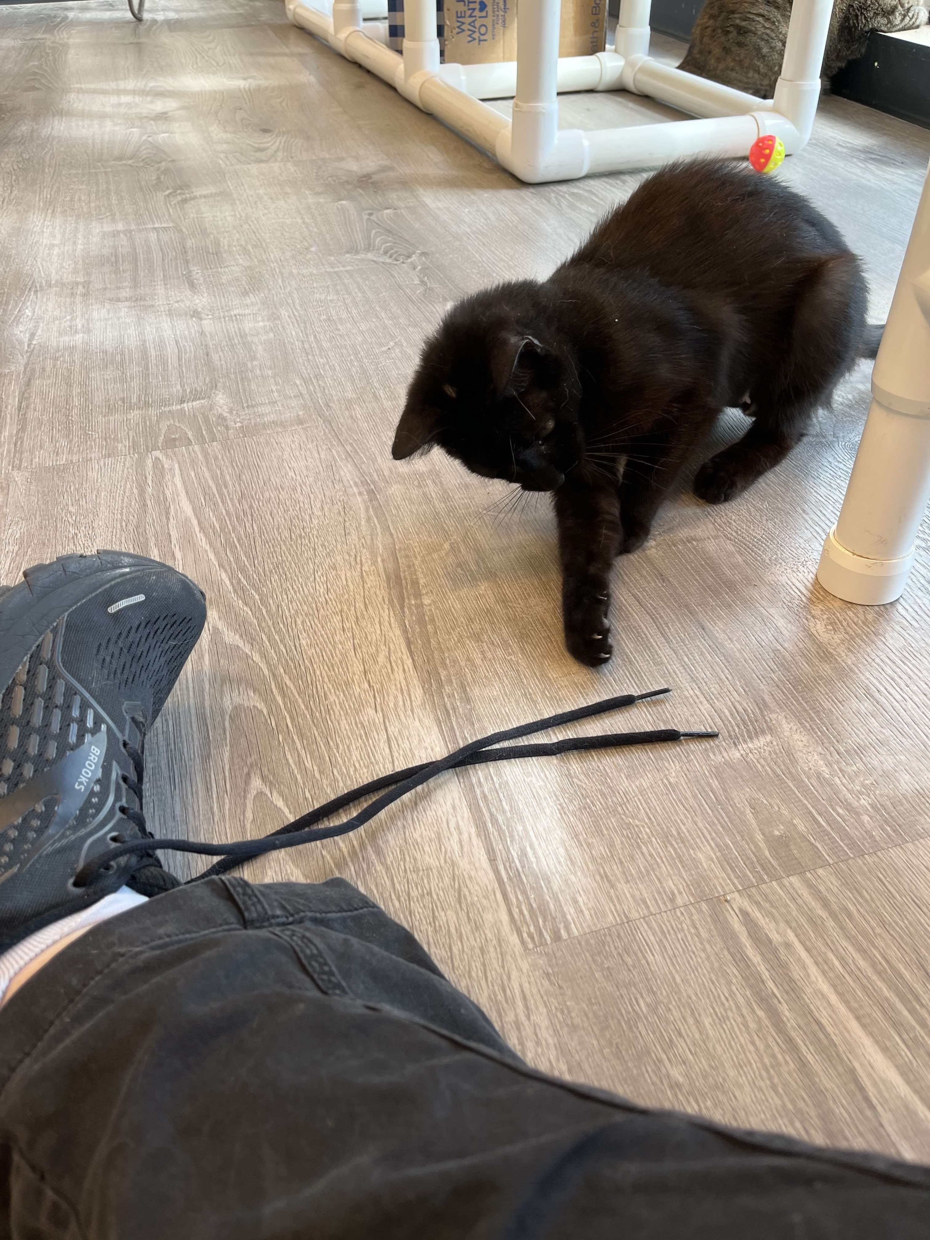 Black kitten playing with shoelace
