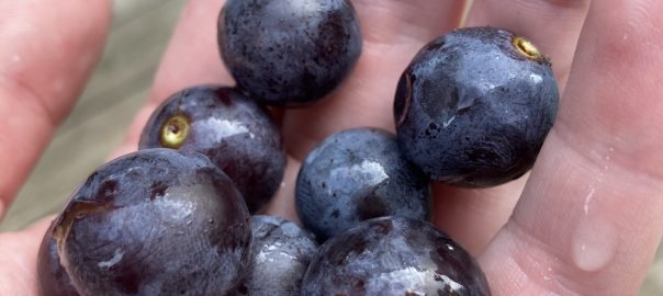 Holding grapes in palm