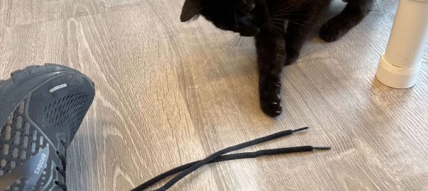 Black kitten playing with shoelace